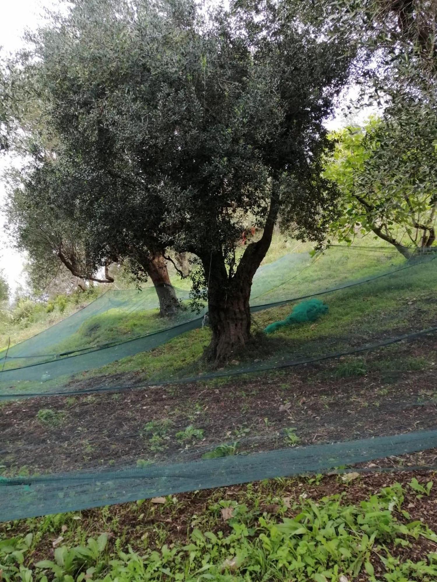 Corte Degli Ulivi Terradura Εξωτερικό φωτογραφία